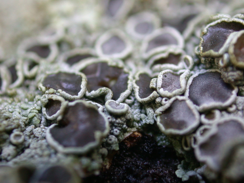 Physcia aipolia - Licheni in Abruzzo n2..